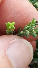 Passerina ericoides
