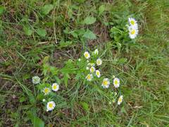 Erigeron annuus