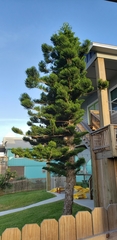 Araucariaceae