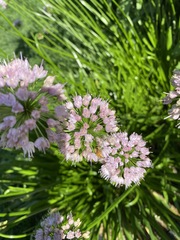 Rhizirideum