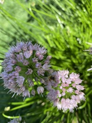 Rhizirideum