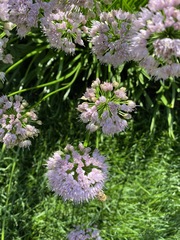 Rhizirideum