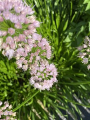 Rhizirideum
