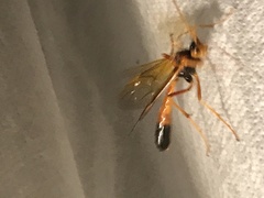 Opheltes glaucopterus barberi
