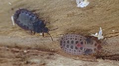 Aneurus inconstans