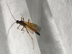 Opheltes glaucopterus barberi