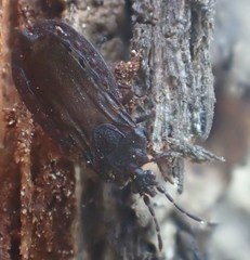 Aneurus inconstans