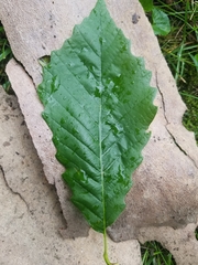 Quercus muehlenbergii