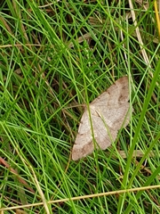 Selidosema brunnearia