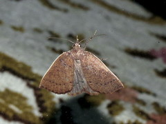 Authaemon stenonipha