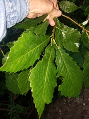 Quercus muehlenbergii