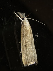 Calamotropha delatalis