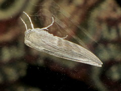Capusa cuculloides