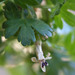 Ribes leptanthum - Photo (c) Steve Ganley, μερικά δικαιώματα διατηρούνται (CC BY-NC), uploaded by Steve Ganley
