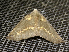 Cassythaphaga macarta