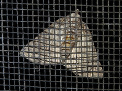 Cassythaphaga macarta