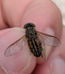 Tabanus nigrovittatus