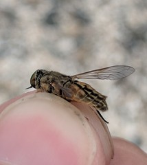 Tabanus nigrovittatus