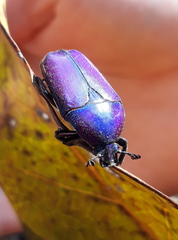 Chlorocala africana oertzeni