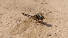 Macrothemis pseudimitans