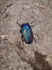 Chlorocala africana oertzeni