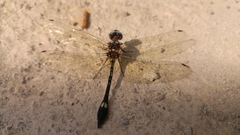 Macrothemis pseudimitans