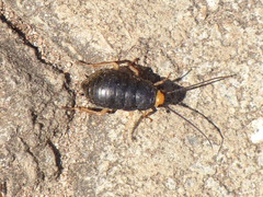 Deropeltis