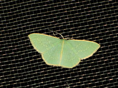 Chlorocoma melocrossa