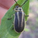 Groundselbush Beetle - Photo (c) Matthew Herron, some rights reserved (CC BY-NC), uploaded by Matthew Herron