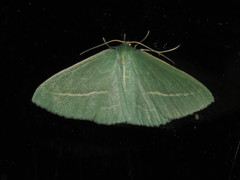 Chlorocoma stereota