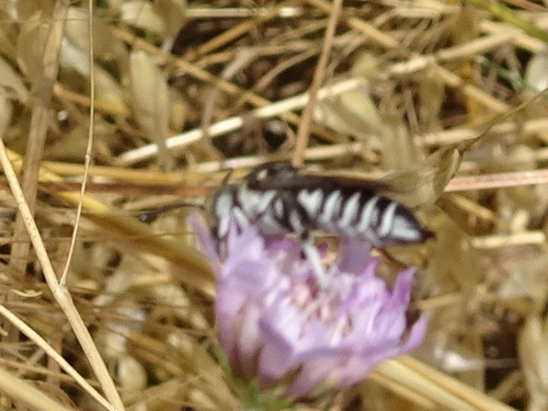 Coelioxys argenteus
