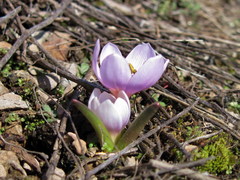 Colchicum triphyllum