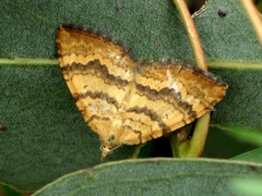Chrysolarentia correlata