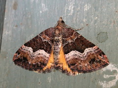 Chrysolarentia lucidulata