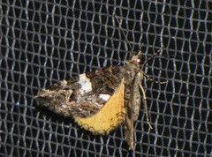 Chrysolarentia phaedra