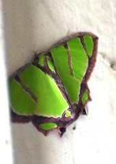 Agathia angustilimes