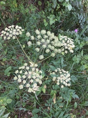 Angelica sylvestris
