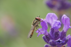 Platycheirus albimanus