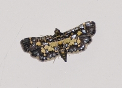 Eurrhyparodes bracteolalis