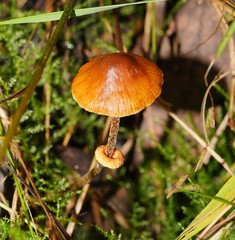 Conocybe filaris