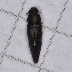 Conotelus obscurus