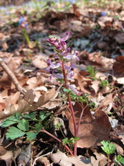 Corydalis paczoskii