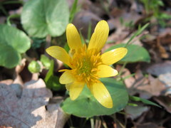 Ficaria verna calthifolia