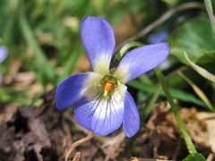 Viola suavis