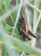 Omocestus