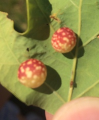 Cynips quercusfolii