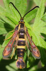 Synanthedon bibionipennis
