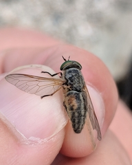 Tabanus nigrovittatus