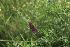 Vicia megalotropis