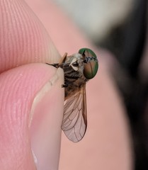 Tabanus nigrovittatus